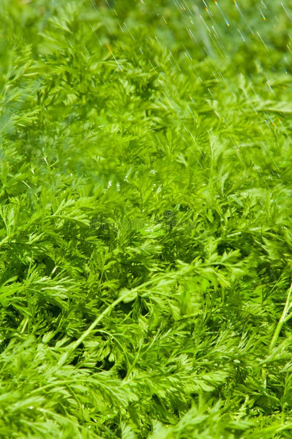 Carrot leaves stock photo. Image of grass, fresh, texture 24502848