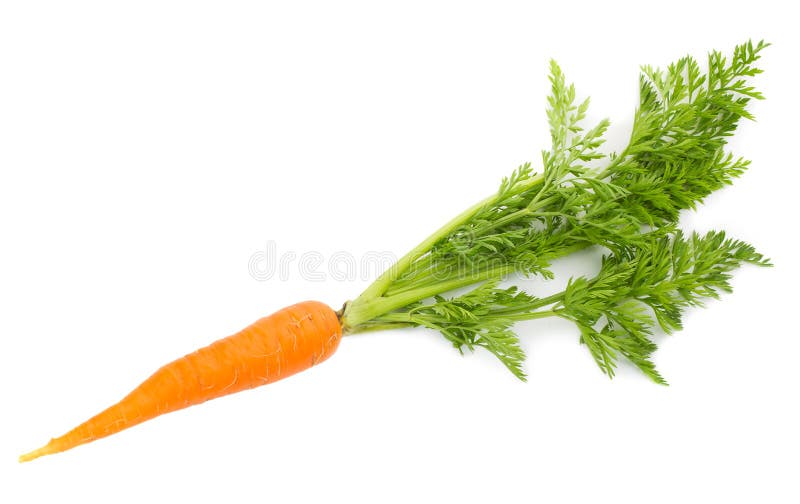 Carrot with leaves stock image. Image of healthy, nutrient 68423857