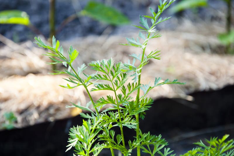 Carrot Leaves. Green Leaves of Carrot Stock Photo Image of spring