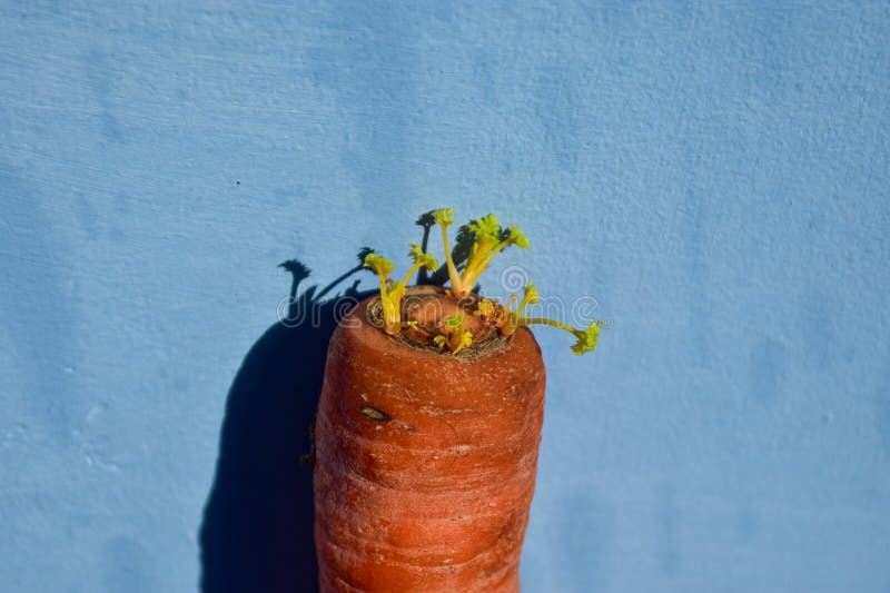 Carrot in the morning stock image. Image of morning 306601127