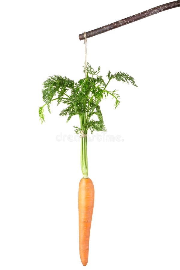 Carrot on a Stick Incentive Stock Photo Image of conceptual, metaphor