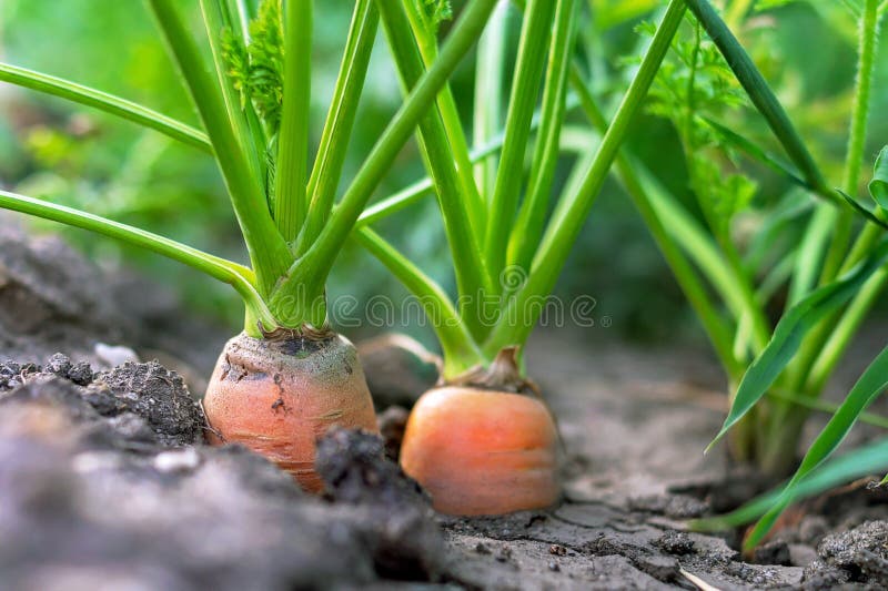 Carrot vegetable grows in the garden in the soil organic background. Concept of healthy eco food and a rich fall harvest. Close-up. Selective focus, growing, autumn, gardening, natural, diet, nutrition, farming, ripe, ingredient, orange, vegetables, vegan, closeup, vitamin, plant, season, ecology, cultivation, environment, outdoors, produce, green, field, botany, agriculture, carrots, fresh, nature, growth, seed, seedling, summer, sprout