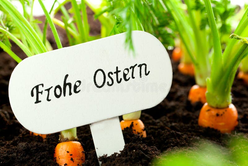 Carrot Vegetable Grows in the Garden with Text Board in German B Stock