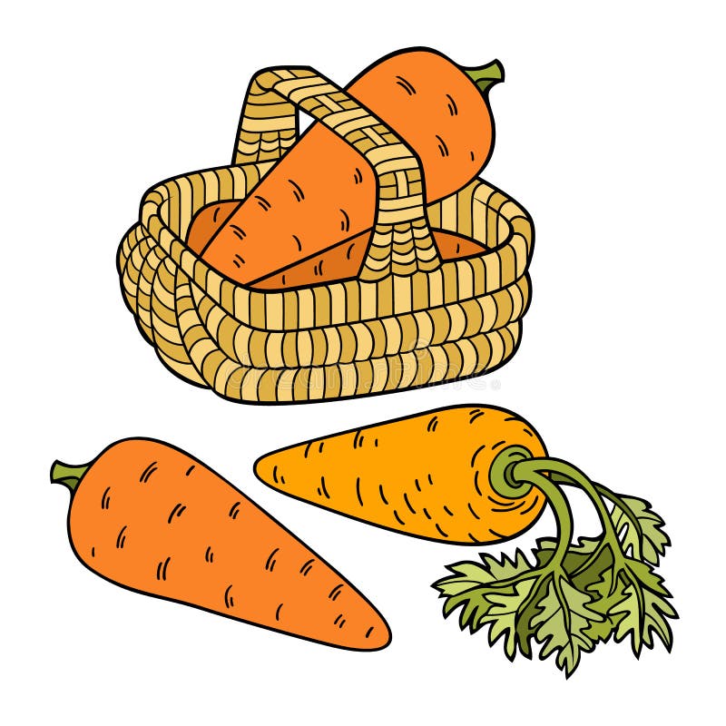 Carrots in Basket. Cartoon Hand Drawn Illustration Stock Vector