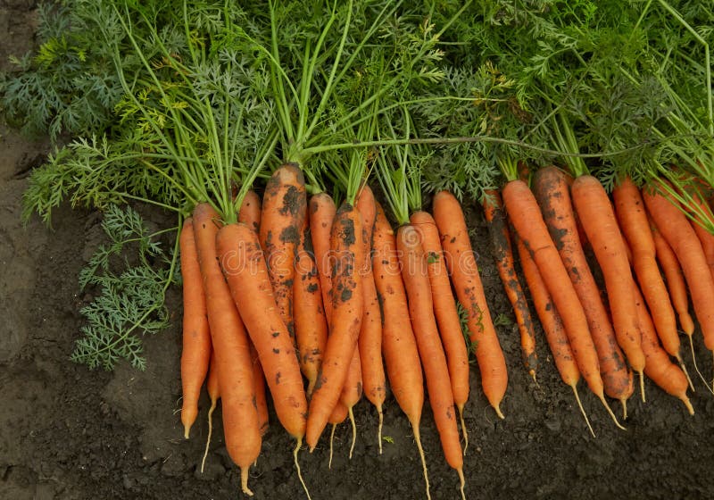 Colorful Carrots stock photo. Image of healthy, health 32875604