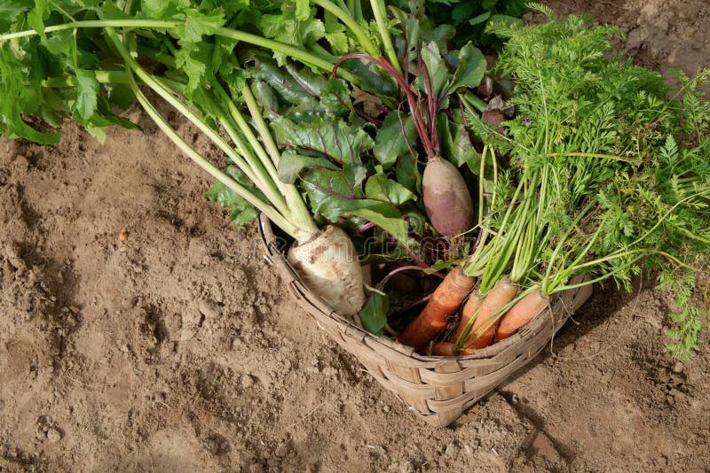 Carrots beets and parsnips in garden