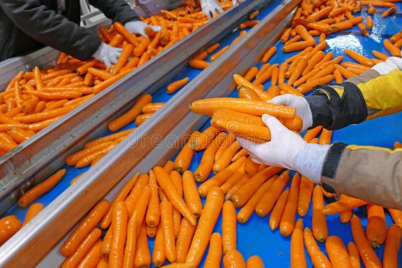 Carrots in food processing plant