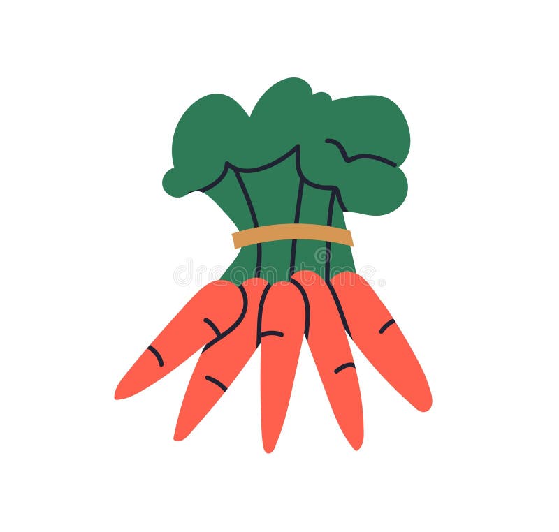 Carrots. Frisches natürliches Wurzelgemüse mit Blätterblättern, die mit einer Kette verbunden sind. Süßwarenbündel stock abbildung