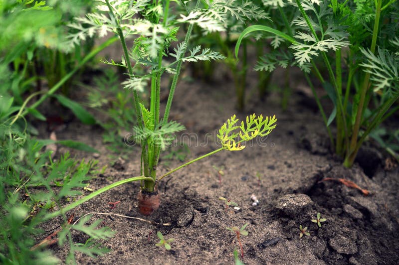 Carrots grow on bed stock image. Image of orange, agriculture 114495375
