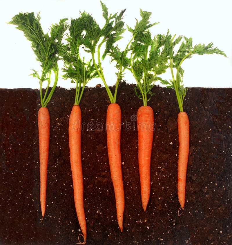 Carrots growing in soil