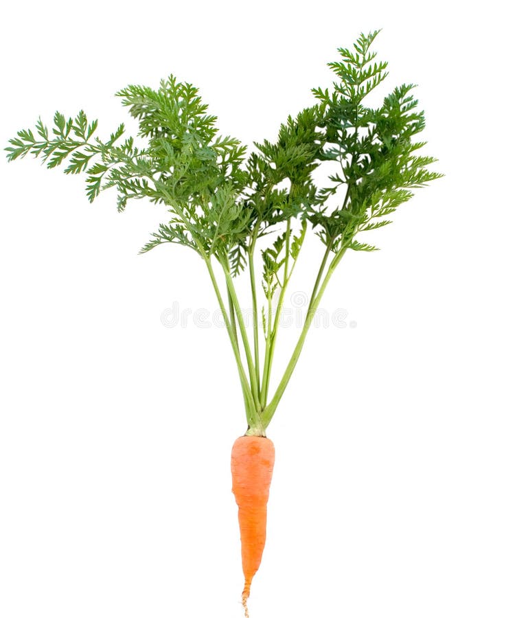 Fresh carrot stock photo. Image of market, agriculture 5656282