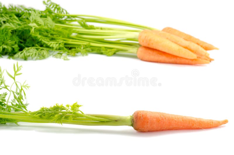 Carrots with leaves stock image. Image of diagonal, autumn 28259727