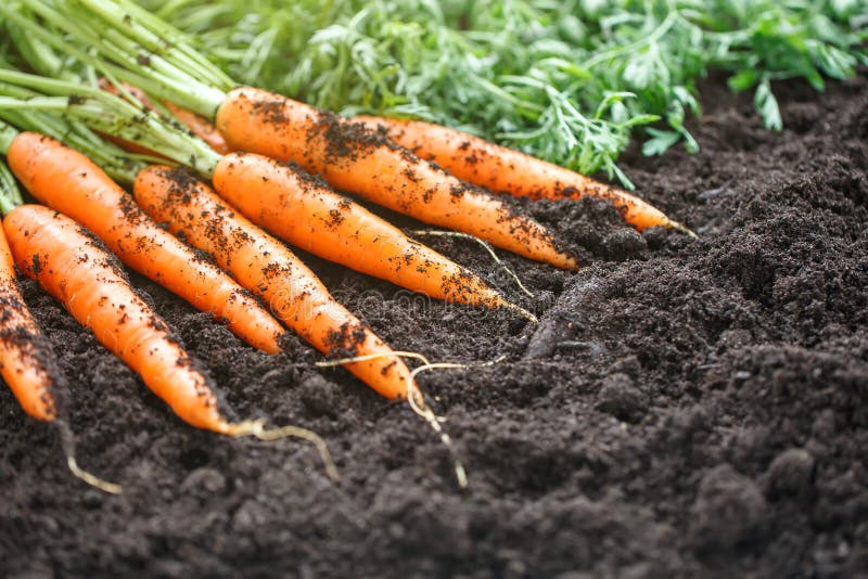 Carrots picking in garden. Carrots on garden ground. Harvest. Agriculture. stock photos Carrots picking in garden. Carrots on garden ground. Harvest. Agriculture. stock photos