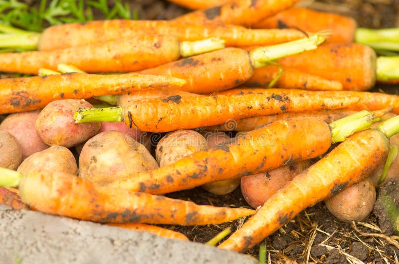Carrots and Potatoes in a Pile Stock Photo Image of carrot, food