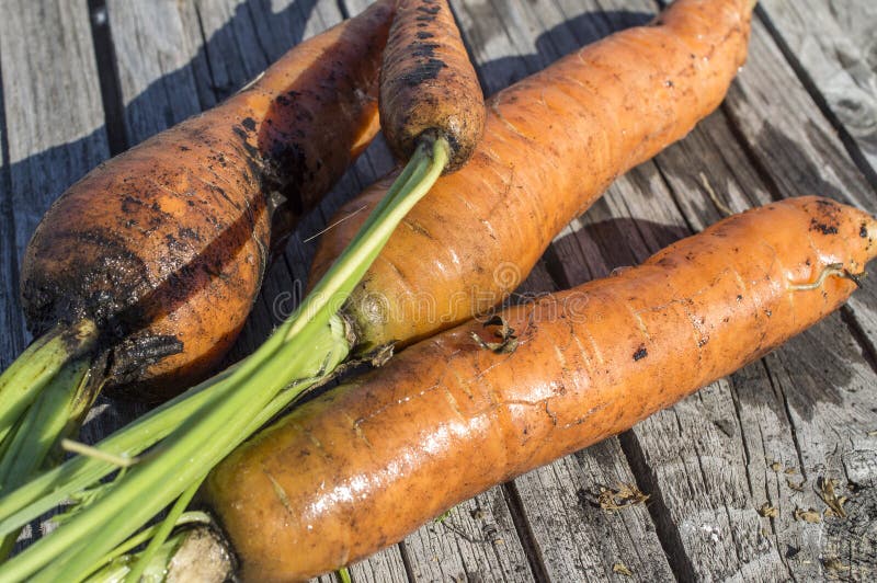 Carrots with a Tops of Vegetable Stock Image Image of harvest
