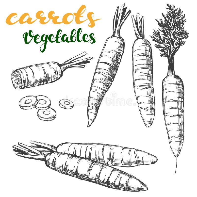 Carrot Drawing Drawing by Ashley Adams - Pixels