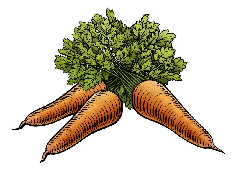 Una carota verdura illustrazioni antico xilografia acquaforte stile.