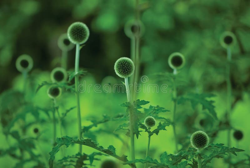 Carrucola echinops sphaerocephalus giovani spruzzolo verde fresco cartoni grandi piante orizzontali dettagliate chiusure multiple fotografie stock libere da diritti