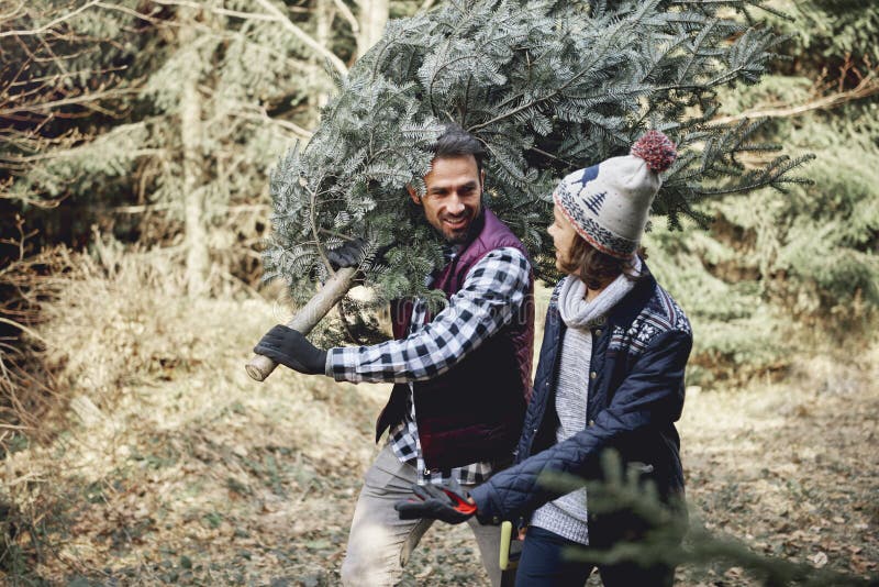 Carrying fresh Christmas tree royalty free stock photo