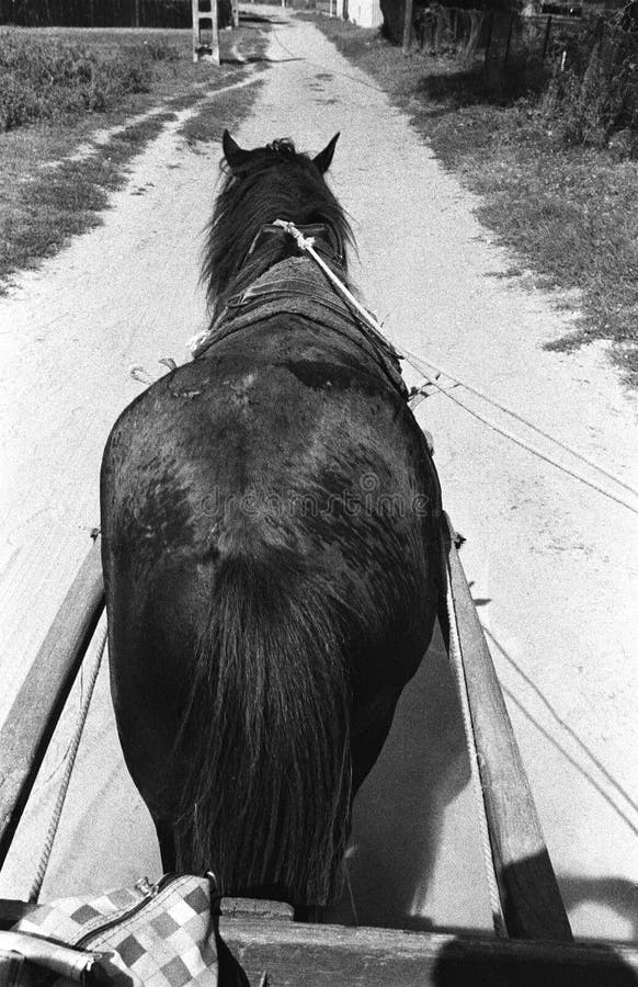 Horse and cart stock image. Image of field, natural, standing 5089169