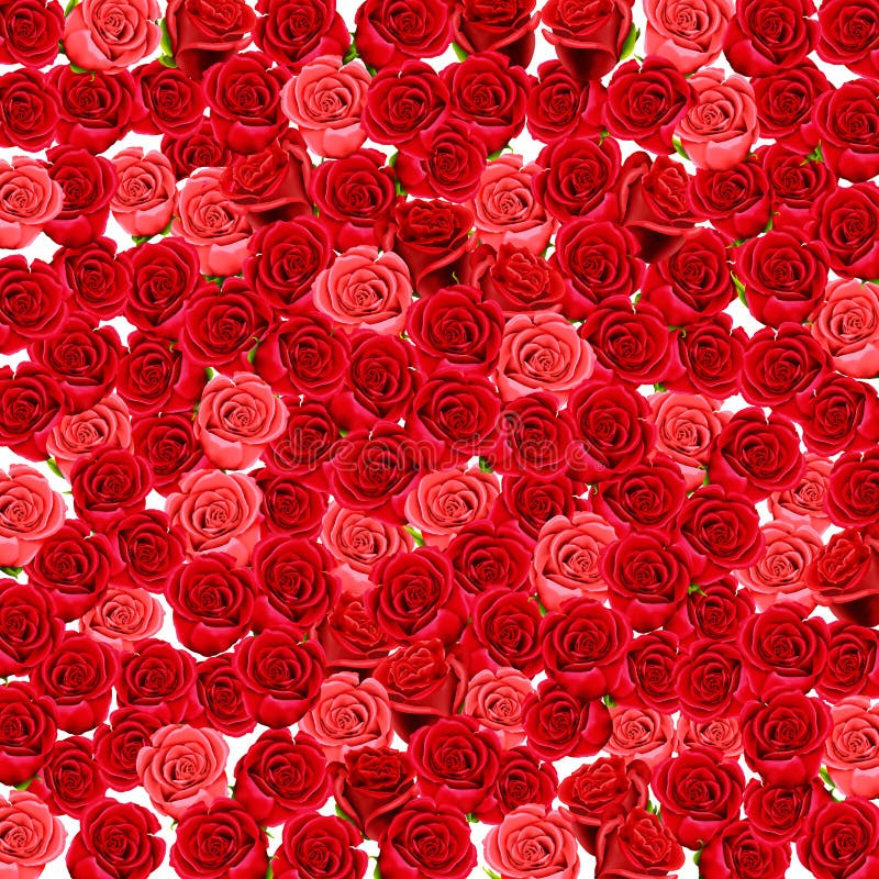 Carta da parati delle rose rosse e dentellare