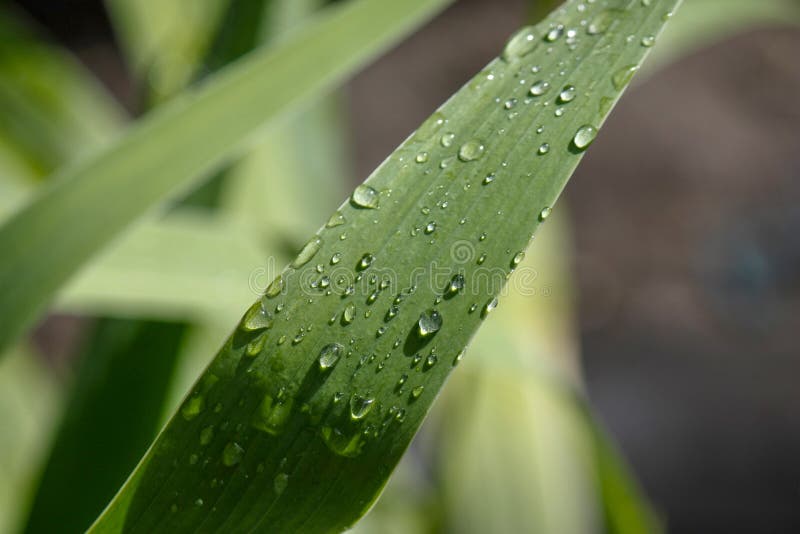 Carta da parati, goccioline di acqua sulle foglie Sfondo naturale, acqua e foglie verdi con la rugiada di mattina dopo pioggia Pr immagini stock libere da diritti Carta da parati, goccioline di acqua sulle foglie Sfondo naturale, acqua e foglie verdi con la rugiada di mattina dopo pioggia Pr immagini stock libere da diritti