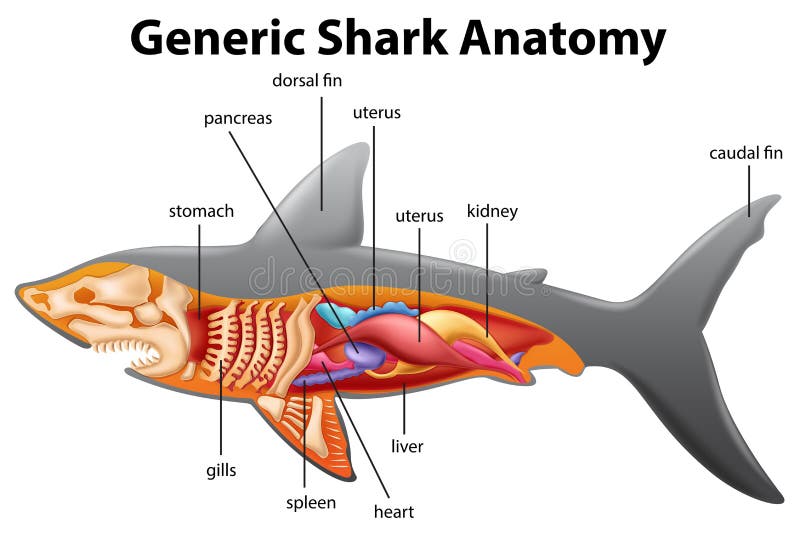 Carta genérica de la anatomía del tiburón libre illustration Carta genérica de la anatomía del tiburón libre illustration