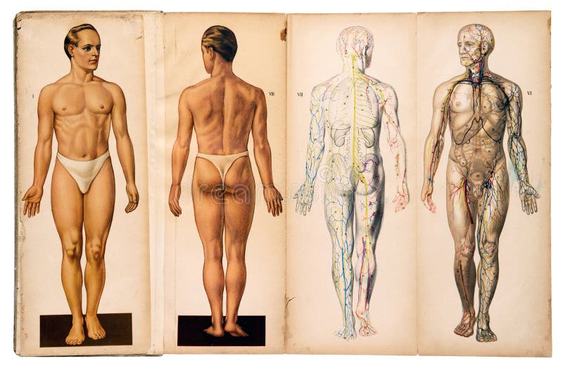 Cartas médicas masculinas da anatomia do vintage velho fotos de stock Cartas médicas masculinas da anatomia do vintage velho fotos de stock