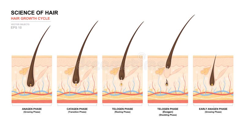 Cartaz anatômico do treinamento Fase de crescimento do cabelo ponto por ponto Fases do ciclo de crescimento do cabelo Anagen, tel ilustração do vetor Cartaz anatômico do treinamento Fase de crescimento do cabelo ponto por ponto Fases do ciclo de crescimento do cabelo Anagen, tel ilustração do vetor