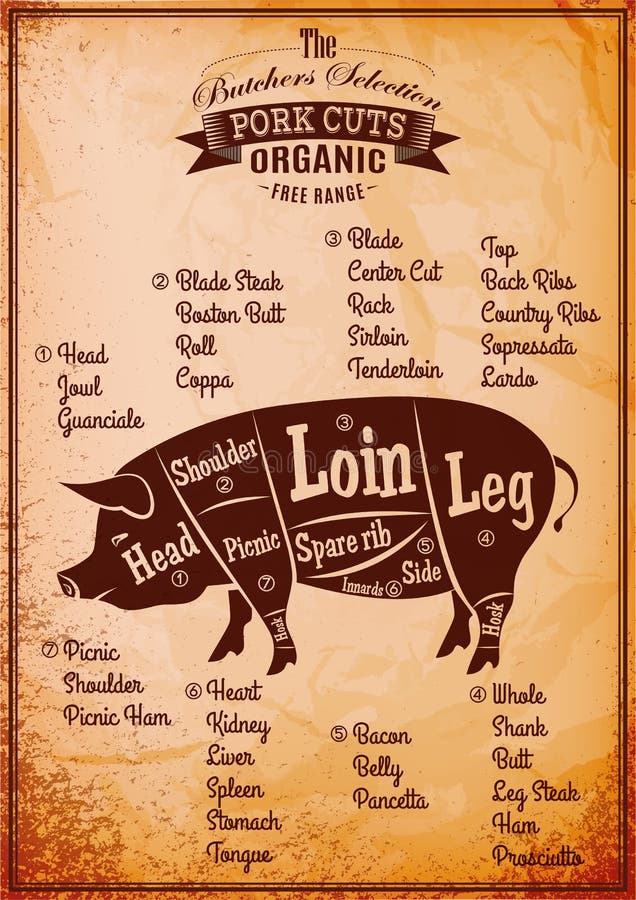 Vector poster with detailed diagram cutting pork. Vector poster with detailed diagram cutting pork