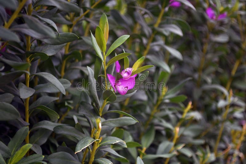 Carte da parati belle Foglie verdi di piante e fiori viola Chiudi fotografia stock Carte da parati belle Foglie verdi di piante e fiori viola Chiudi fotografia stock