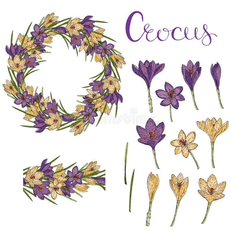 Carte de vecteur avec des crocus illustration libre de droits Carte de vecteur avec des crocus illustration libre de droits