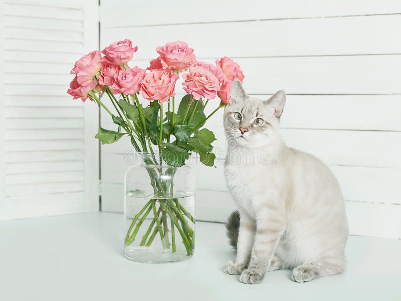 8 663 Carte De Joyeux Anniversaire Avec Des Roses Photos Libres De Droits Et Gratuites De Dreamstime