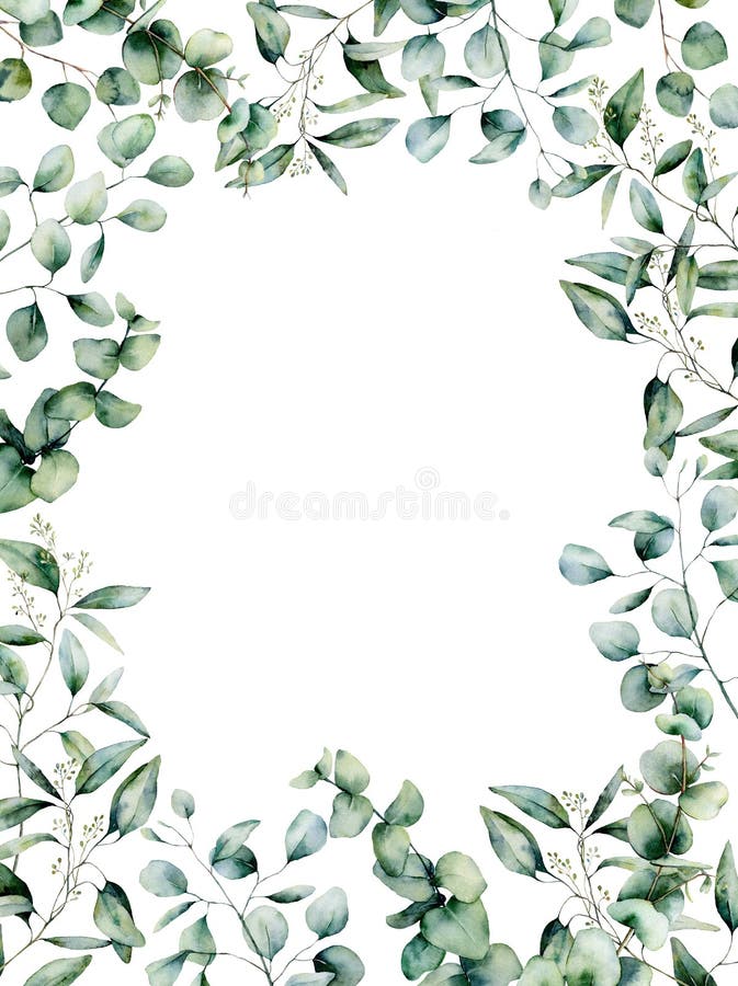 Feuilles D'eucalyptus Sur Fond Blanc. Banque D'Images et Photos Libres De  Droits. Image 183327491