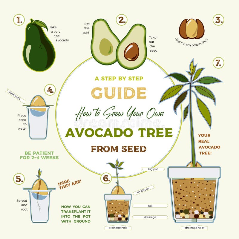 Cartel creciente de la gu?a del vector del aguacate Instrucci?n simple verde de crecer el aguacate de la semilla Ciclo de vida de stock de ilustración Cartel creciente de la gu?a del vector del aguacate Instrucci?n simple verde de crecer el aguacate de la semilla Ciclo de vida de stock de ilustración