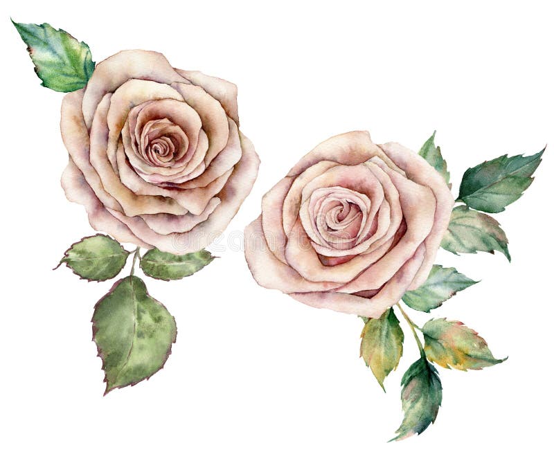 Cartele roz în apă și frunze. compoziție florală pictată manual cu flori și frunze izolate pe alb stock photos
