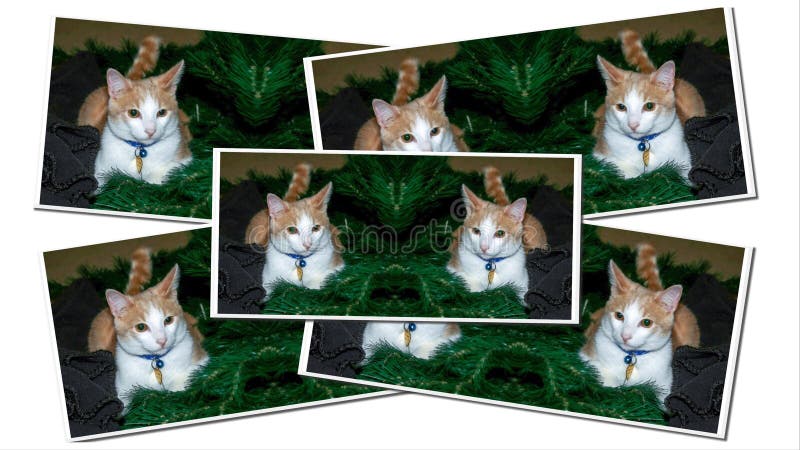 Cartes de Noël d'arbre de fourrure image stock Cartes de Noël d'arbre de fourrure image stock