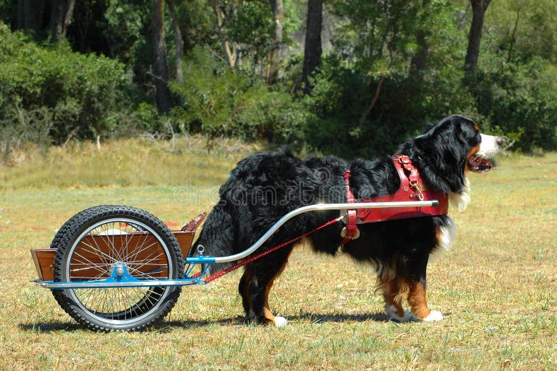 Carting o cão foto de stock Carting o cão foto de stock