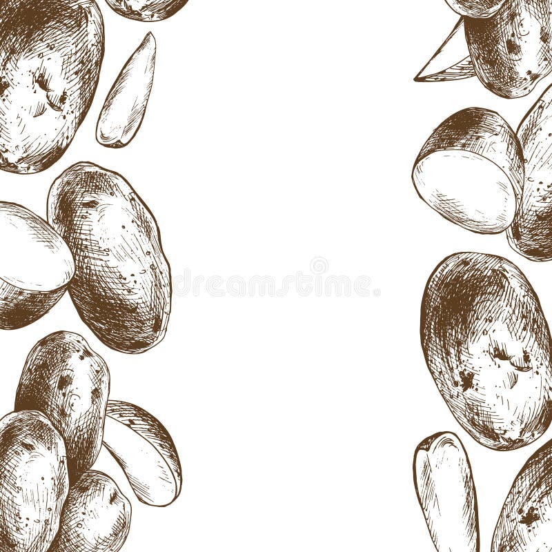 Cartofii semidecojiți întregi și tăiați în formă de cadru pătrat. ilustrație grafică desenată cu cerneală brună. eps vector illustration