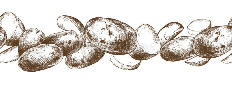 Cartofii tăiați în întregime, decojiți și fără sudură, fără sudură. ilustrație grafică desenată cu cerneală brună. vector EPS stock illustration