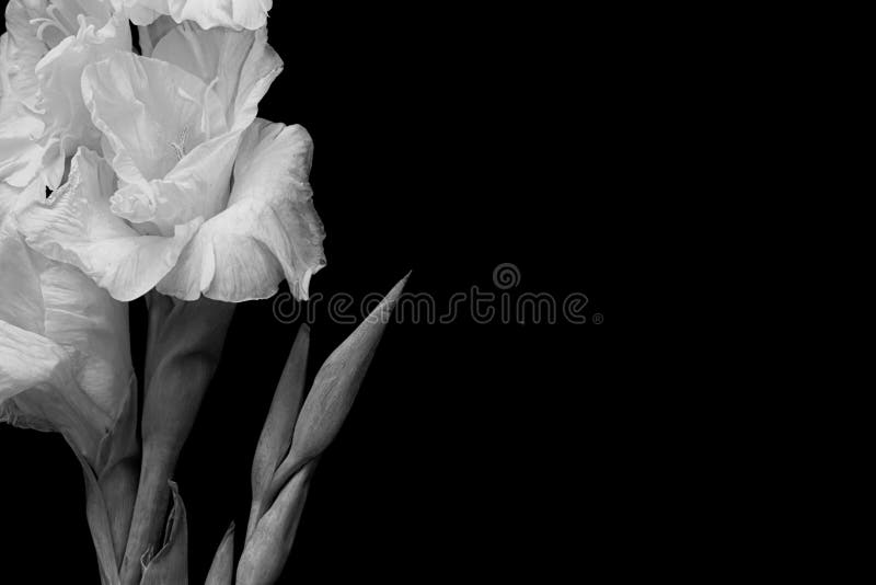 Cartolina d'auguri in bianco e nero con il gladiolo fotografia stock