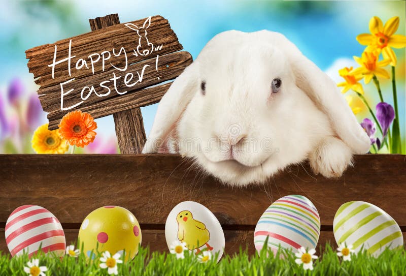 Cartolina d'auguri felice di Pasqua con il coniglietto bianco