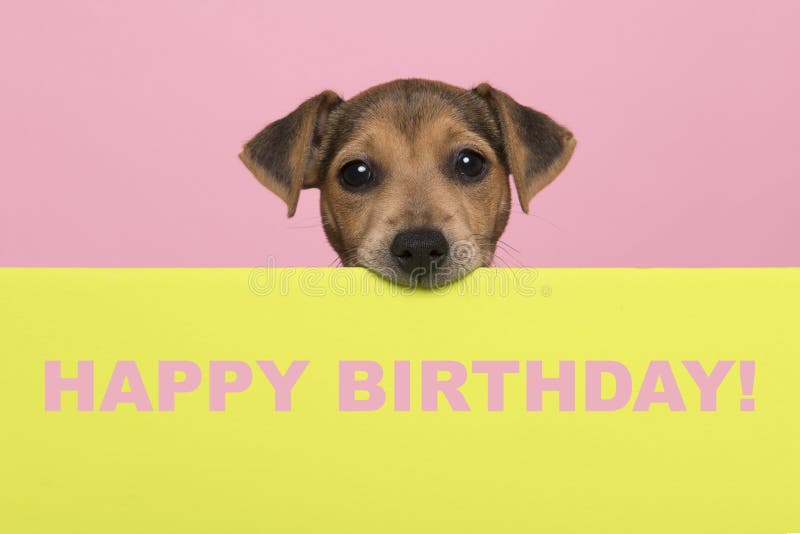 Cartolina di compleanno con un jack russell terrier cucciolone al confine mentre guarda la macchina fotografica con testo felice c fotografia stock libera da diritti