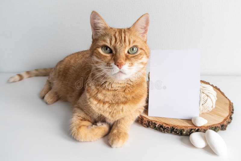 Cartolina di ginger cat rustic. carta verticale con sbucciatura e taglio di legno su paraspruzzi di fondo bianco. animale da compa fotografia stock libera da diritti