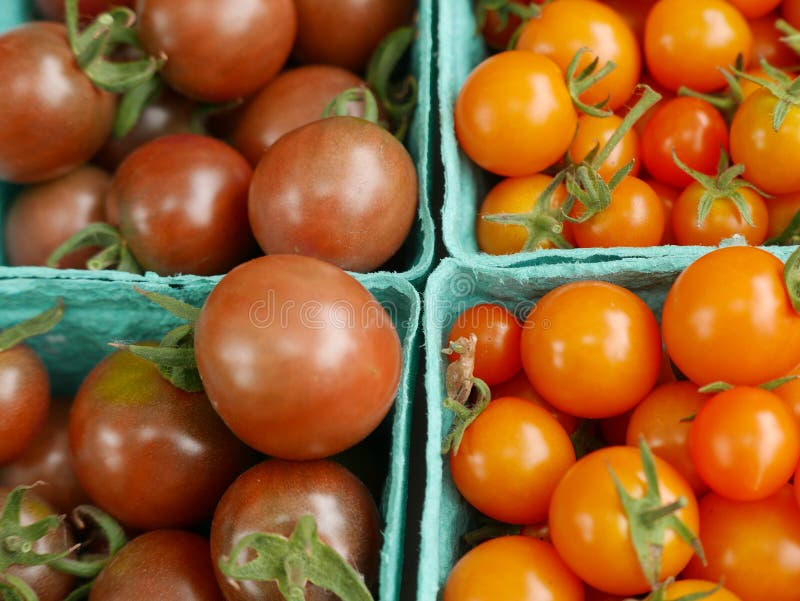 Cartons of tomatoes stock photo. Image of cardboard, cherry 95805060