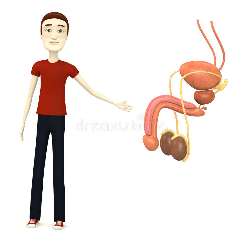 Cartoon Boy with Male Reproductive System Stock Illustration - Illustration of suit, female: 29505049 Cartoon Boy with Male Reproductive System Stock Illustration - Illustration of suit, female: 29505049