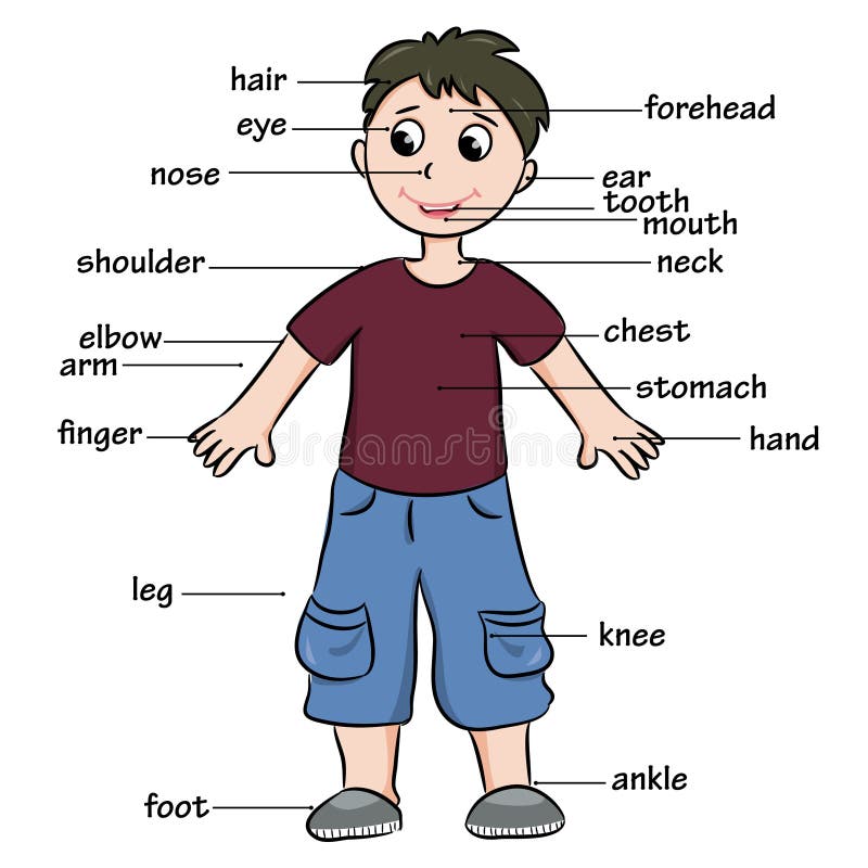 Cartoon Child. Vocabulary Of Body Parts Stock Vector - Image: 53749464
