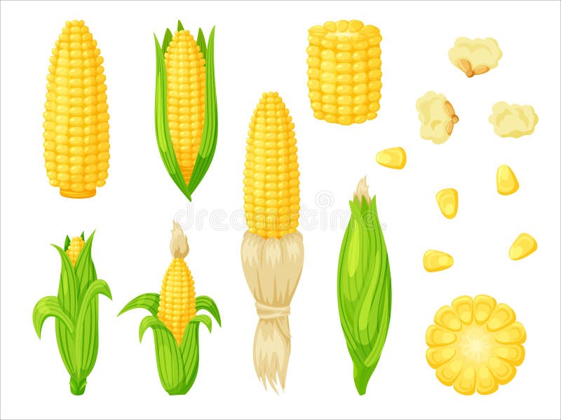 Vector Corn Set Isolated On White Background Stock Vector ...