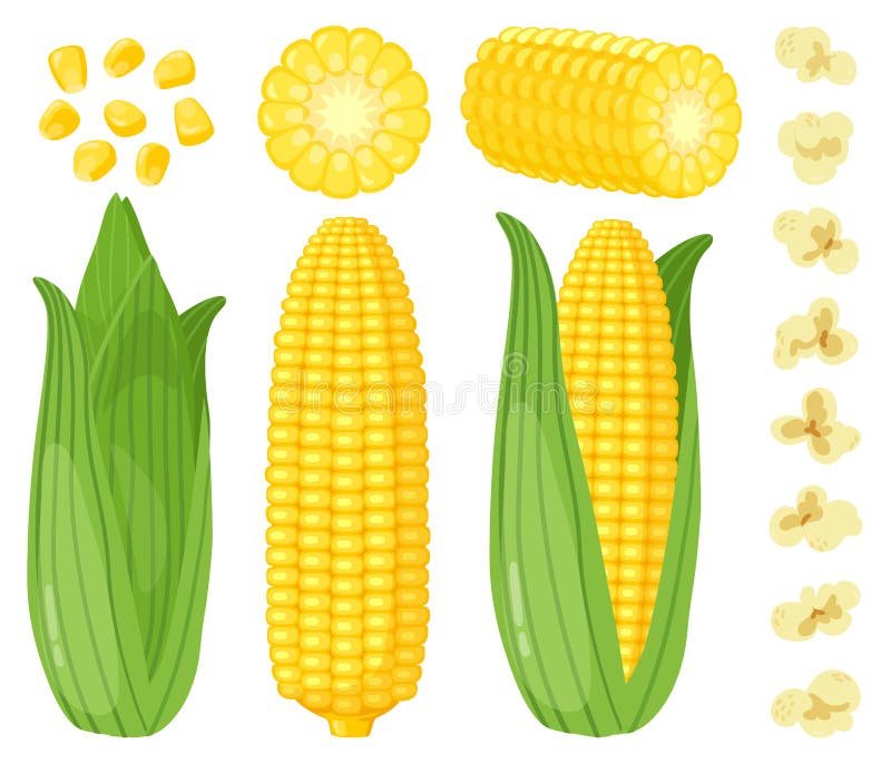 Cartoon corn stock vector. Illustration of yellow, nutrition - 23266716