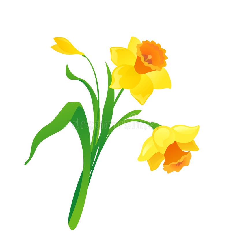 Cartoon daffodil stock vector. Illustration of beautiful - 40798330